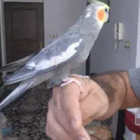 طوطی عروس|پرنده|رشت, خمیران زاهدان|دیوار