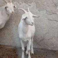 فروش بز نر سانن|حیوانات مزرعه|ماهدشت, |دیوار