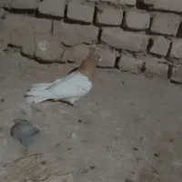 ماده کله زرد