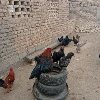 خروس مرندی سیاه|حیوانات مزرعه|جعفرآباد, |دیوار
