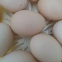 تخم مرغ محلی تعدادی بفروش میرسد
