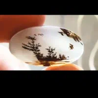 شجر طبیعی استثنایی یه جزیره بی نظیر،