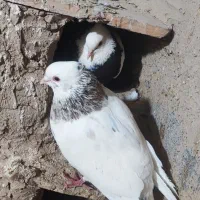 طوقی هفت رنگ عطیقه قلدر