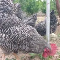 تخم نطفه دار نژاد آمروک