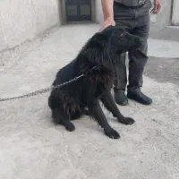 واگذاری سگ ژرمن شپرد بلک|سگ|باقرشهر, |دیوار