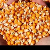 فروش ذرت در باشت