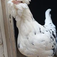 مرغ وخروس مرندی ۷ماهه سیاه|حیوانات مزرعه|هشتگرد, خور|دیوار