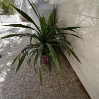 گیاهان طبیعی
