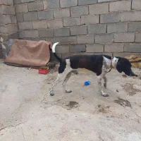 توله دنبلانی عالی