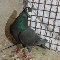 پلاکی|پرنده|خرمشهر, |دیوار