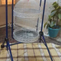 قفس ۴۰در۶۰عروس هلندی   درحد نو