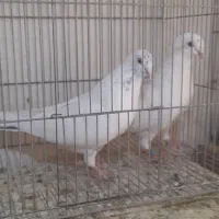کفتر پرشی نر و ماده|پرنده|تهران, طرشت|دیوار
