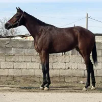 مادیان دوخون