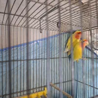 جفت برزیلی مولد|پرنده|قائمشهر, |دیوار