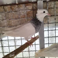 کبوتر طوقی|پرنده|مبارکه, |دیوار