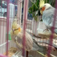 پرنده|پرنده|مینودشت, |دیوار