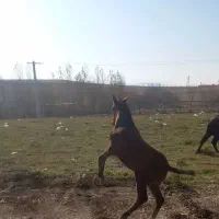 کره اسب مادیان