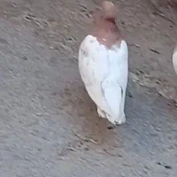 نر کله ای|پرنده|بروجرد, |دیوار