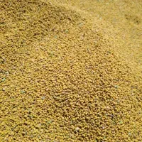 بذریونجه