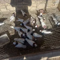 کفتر  یا کبوتر  طوقی و دوکت