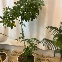 گل شفلرا و حاج مطبق