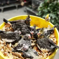 جوجه عروس هلندی|پرنده|اصفهان, جلفا|دیوار