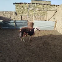 قوچ پلنگی