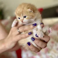 گربه نژاددار