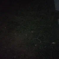 بذر شبدر