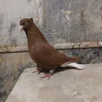 دم سفید ،  پولکی ، سفید آلمانی