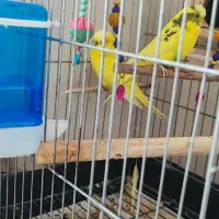 مرغ عشق انگلیسی یک جفت و یک ماده|پرنده|هشتگرد, فاز ۳ مهستان|دیوار