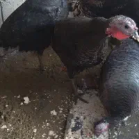 بوقلمون محلی|حیوانات مزرعه|لیلان, |دیوار