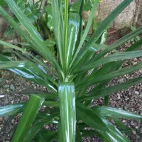 گل های آپارتمانی