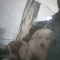 بدلیل بیجایی واگذارمیکنم.