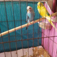 مرغ عشق نر و ماده