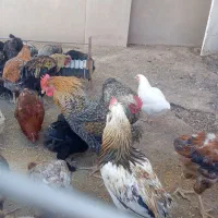 خروس و اردک|حیوانات مزرعه|فریمان, |دیوار