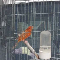 قناری ماده سرخ بدون پر ابلغی آماده