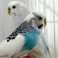 فروش مرغ عشق