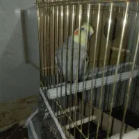 عروس|پرنده|قم, دروازه ری|دیوار