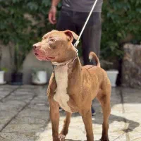 پیتبول بولی واردات اوکراین|سگ|ابهر, |دیوار