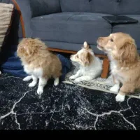 سگ برای فروش|سگ|اهواز, نادری|دیوار