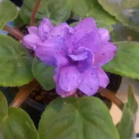 بنفشه آفریقایی