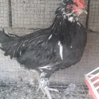 خروس و نیمچه خروس گلین