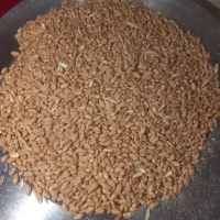 گندم بذری لاین A|عمده‌فروشی|شیراز, سعدیه شمالی|دیوار