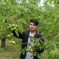 نهال گردو چندلر با رشد سریع و باردهی زیاد