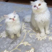 گربه|گربه|مشهد, وکیل‌آباد|دیوار