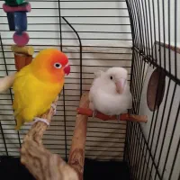 طوطی برزیلی نر و ماده با تخم