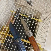 مرغ عشق وچاقو|پرنده|گلبهار, شهر جدید گلبهار|دیوار