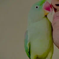 شاه طوطی بیگ سایز سخنگو نر|پرنده|اصفهان, سرچشمه|دیوار