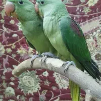 شاه طوطی سرلاکی